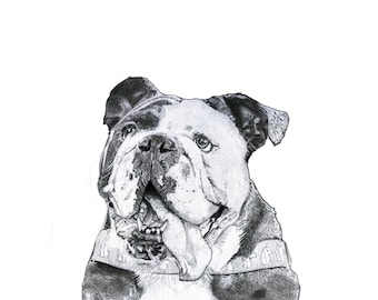 English Bulldog Print from original drawing | English Bulldog Gift | British Bulldog Print | British Bulldog Gift | Dog Print | Dog Gift