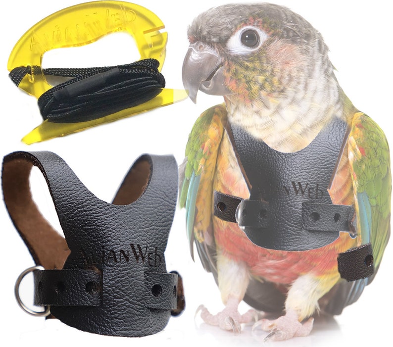EZ Bird Harness with 6ft Leash Size 5. Sized for SMALL Etsy