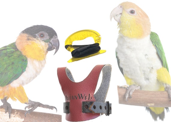 Leash for cheap parrots