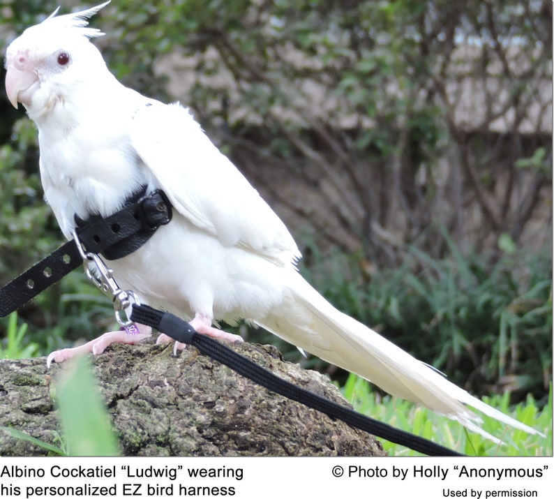 Avianweb EZ Rider Bird Harness /& 6 Ft Leash