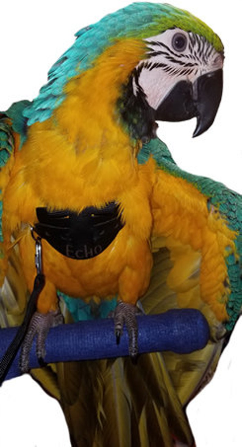 Avianweb EZ Rider Bird Harness /& 6 Ft Leash