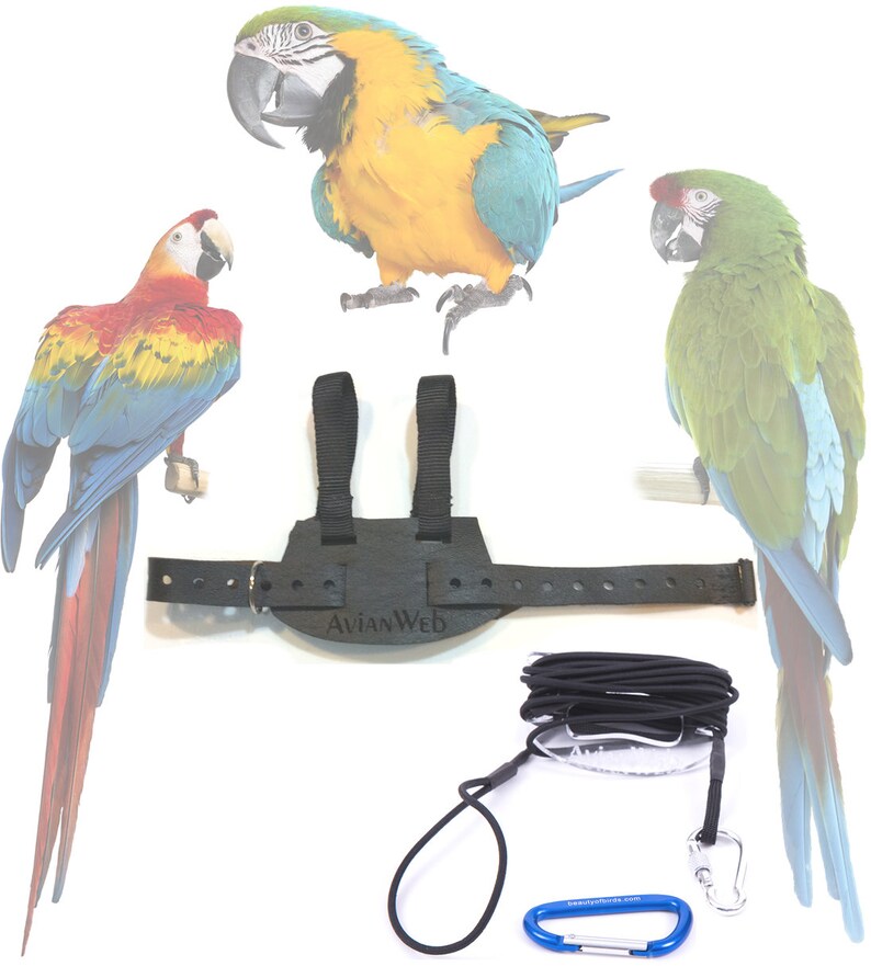 Avianweb EZ Rider Bird Harness /& 6 Ft Leash