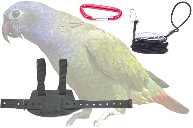 Avianweb EZ Rider Bird Harness /& 6 Ft Leash