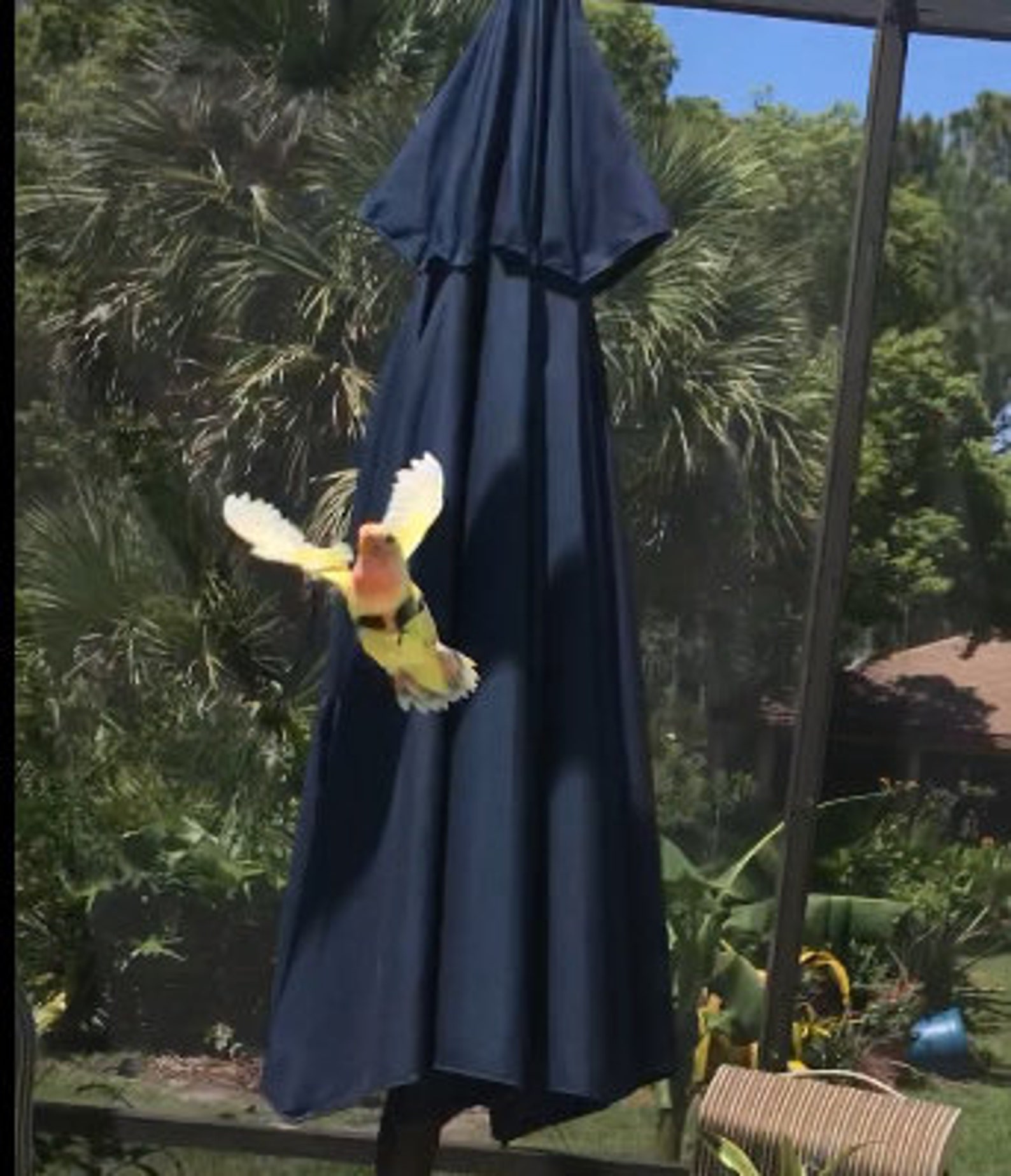 Avianweb Small Bird Harness Set With 4ft Leash for Lovebirds Etsy