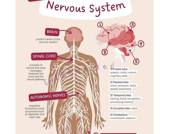 Parts of the Nervous System - Etsy