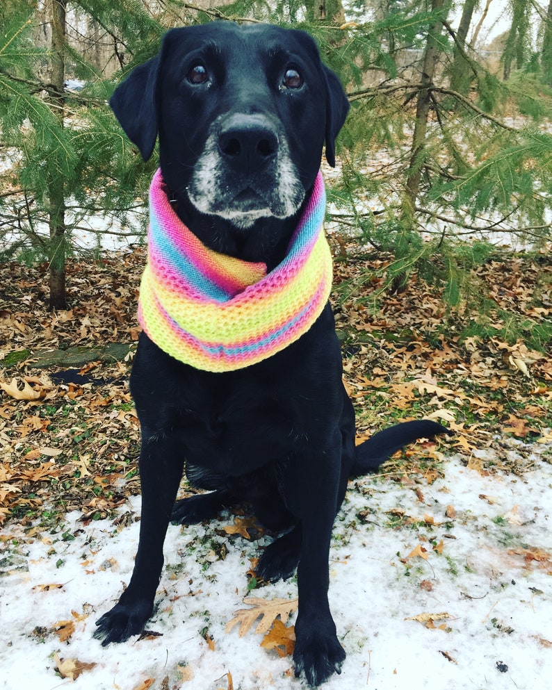 scooby doo collar scooby doo collar