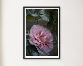 Arte de la pared rosa rosa, arte de la pared floral, arte imprimible de la flor, impresión descargable, decoración de la pared de la rosa, fotografía macro, decoración del arte, impresión digital