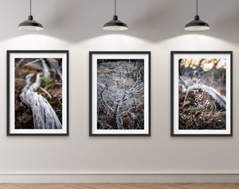 Conjunto de pared de la galería, conjunto de impresiones de la naturaleza, arte de pared de 3 paneles, conjunto de impresiones botánicas, impresiones digitales, conjunto de arte botánico, descarga digital