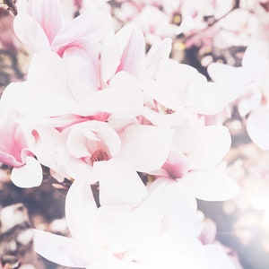 Blossom Magnolia Fotografie Digital-Print-Pink-Flüschen-Wall-Art-Decor Housewarming Gift Download File Professional Photo Printable Art