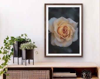 Champagne rosa pared arte, arte de pared floral, impresión de flores, flores de arte, impresiones botánicas, decoración de la pared de la rosa, fotografía macro, arte moody