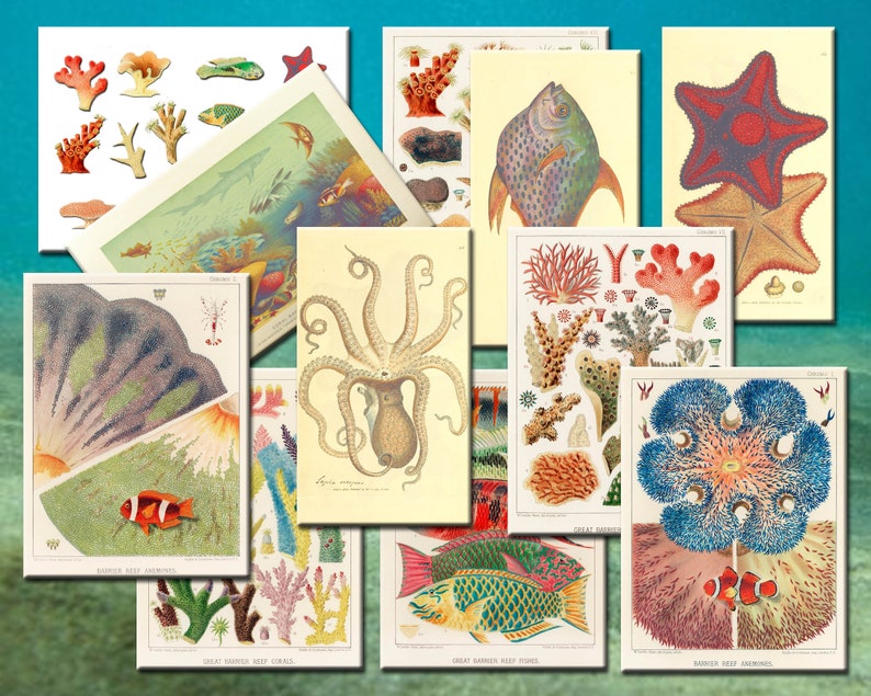 Scrapbooking vintage posters marine life art journal stickers clipart