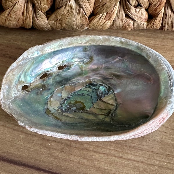 Abalone Shell