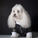 see more listings in the Dog Wedding Outfits section