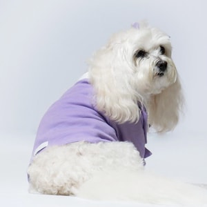 Lilac Purple Dog Tuxedo Suit for wedding attire | Boy Dog Wedding Suit | Dog Tux for Formal Pet Wear | Custom Dog Clothes for small dogs