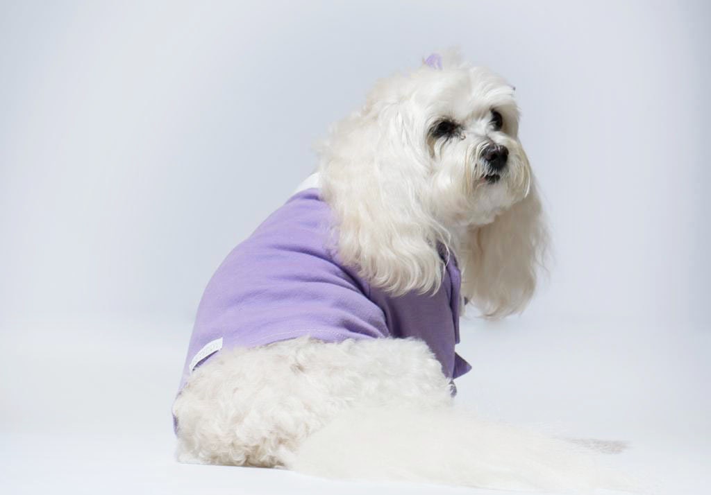 Lilac Purple Dog Tuxedo Suit for wedding attire | Boy Dog Wedding Suit | Dog Tux for Formal Pet Wear | Custom Dog Clothes for small dogs