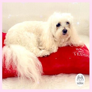 May include: A fluffy white dog with long, flowing fur rests on a bright red pillow. The pillow has white text that reads "MISS TEDDY". The dog is lying on a white, fluffy surface, with a pink border.