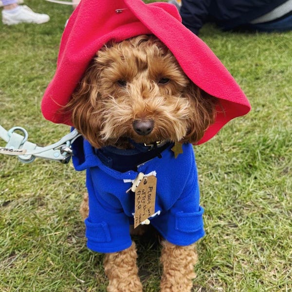Disfraz clásico de oso británico para perro: abrigo azul y gorro rojo. Disfraz de cuento de hadas hecho a mano.