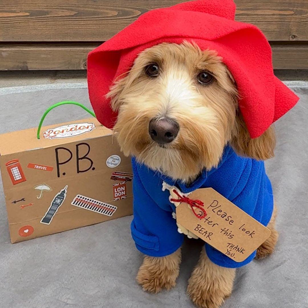 Paddington Bear Pet Costume Teddy Bear Dog Outfit Cute Dog