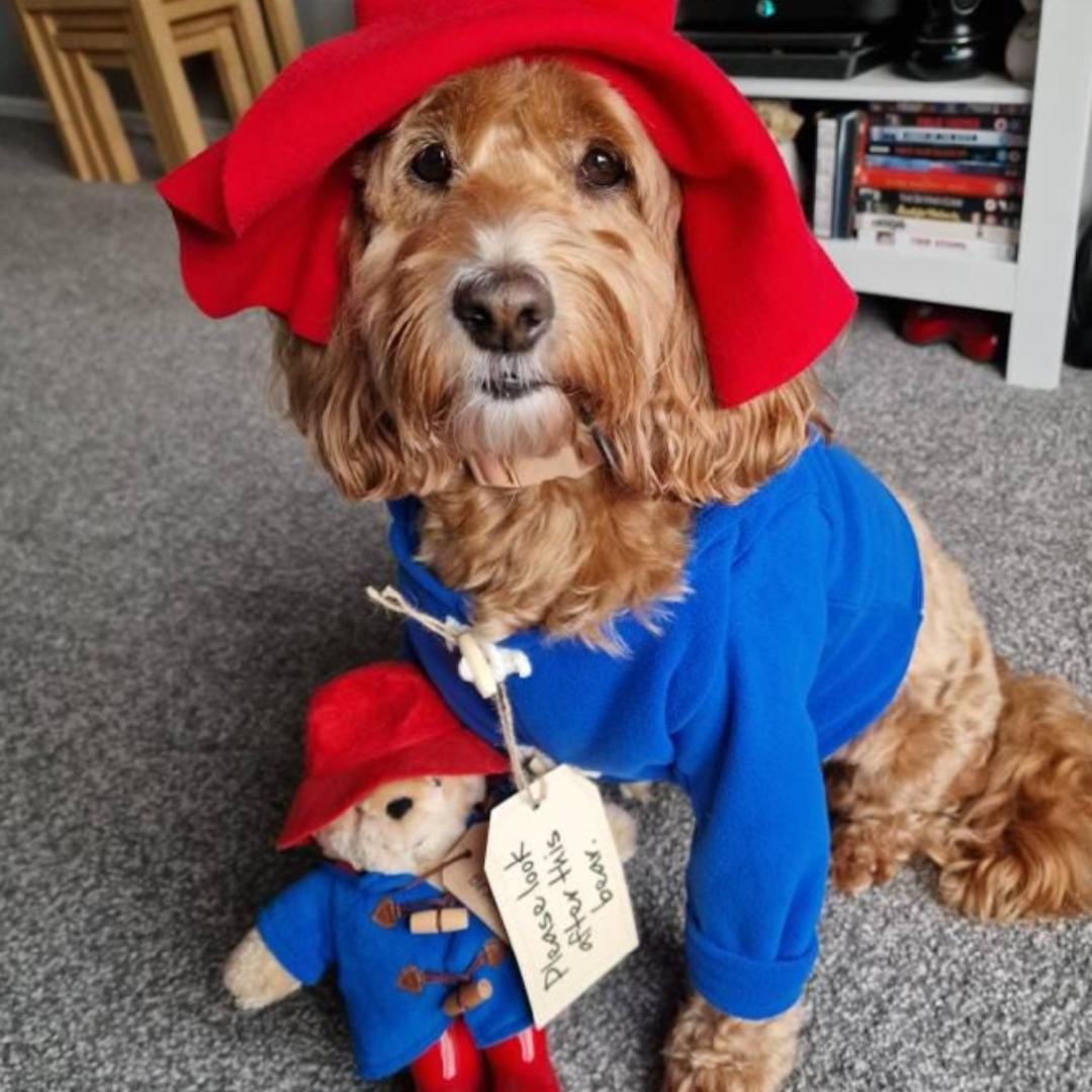 Paddington Bear Dog Costume