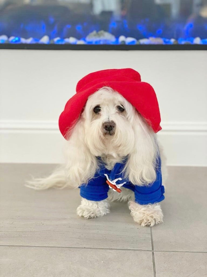 Miss Teddy models the Paddington Bear Outfit with a blue overcoat complete with white wooden toggles and a large oversized red hat just like Paddington.