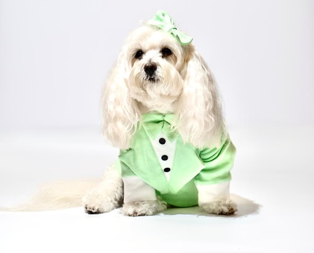 green emerald velvet dress Calla lily Crochet Dog Dress Green Mint, Unique Flower Pet Dress DF190|  myknitt main image 0