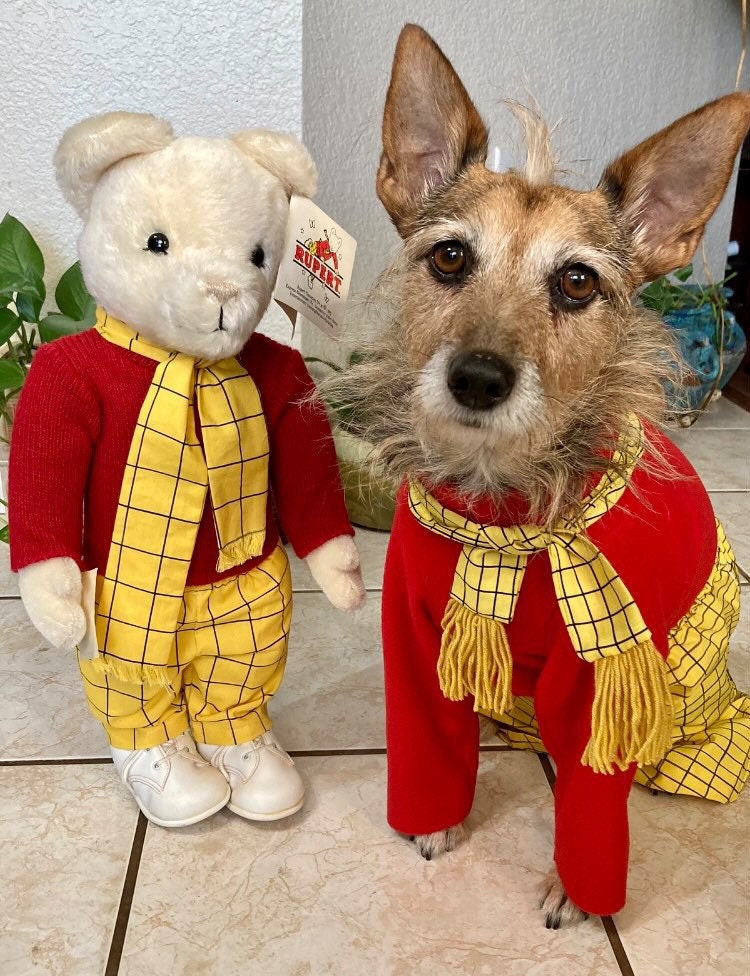 Dog paddington costume hotsell