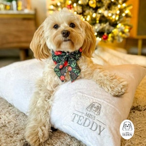 May include: A small, light brown dog wearing a green and red floral bow tie is lying on a white pillow with the text "Miss Teddy" embroidered on it. The dog is looking directly at the camera.