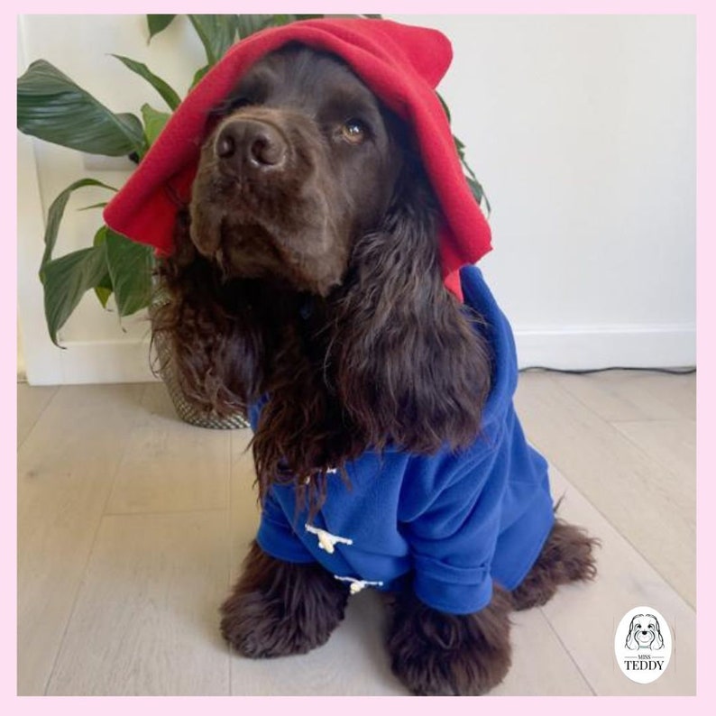 Kuma models the Paddington Outfit with a blue coat and traditional red hat sat down.