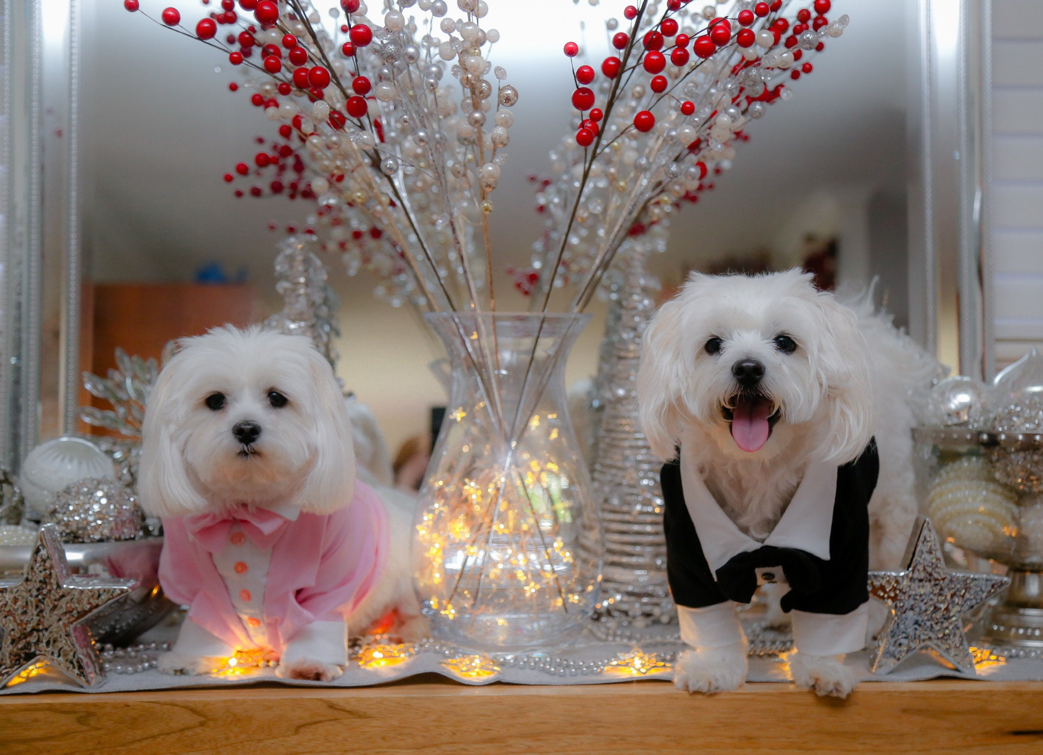 Etsy dog tuxedo deals