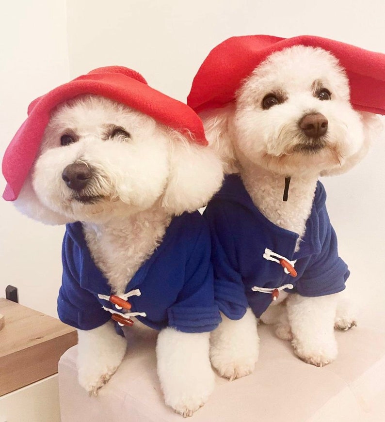 Miss Teddy customers model the Paddington Bear Outfit with a blue overcoat complete with white wooden toggles and a large oversized red hat just like Paddington.