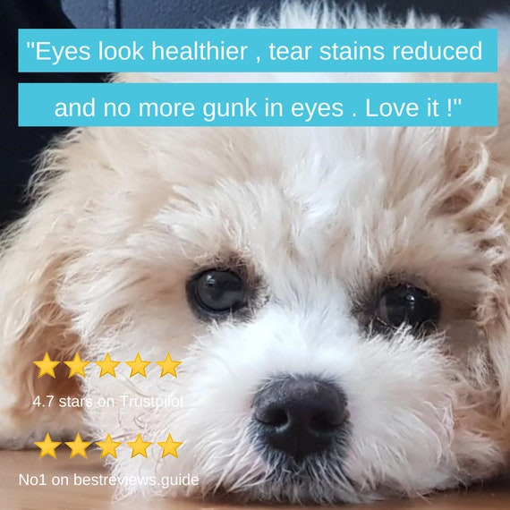 Bichon frise eyes tear hotsell staining
