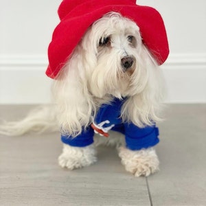 Miss Teddy models the Paddington Bear Outfit with a blue overcoat complete with white wooden toggles and a large oversized red hat just like Paddington.