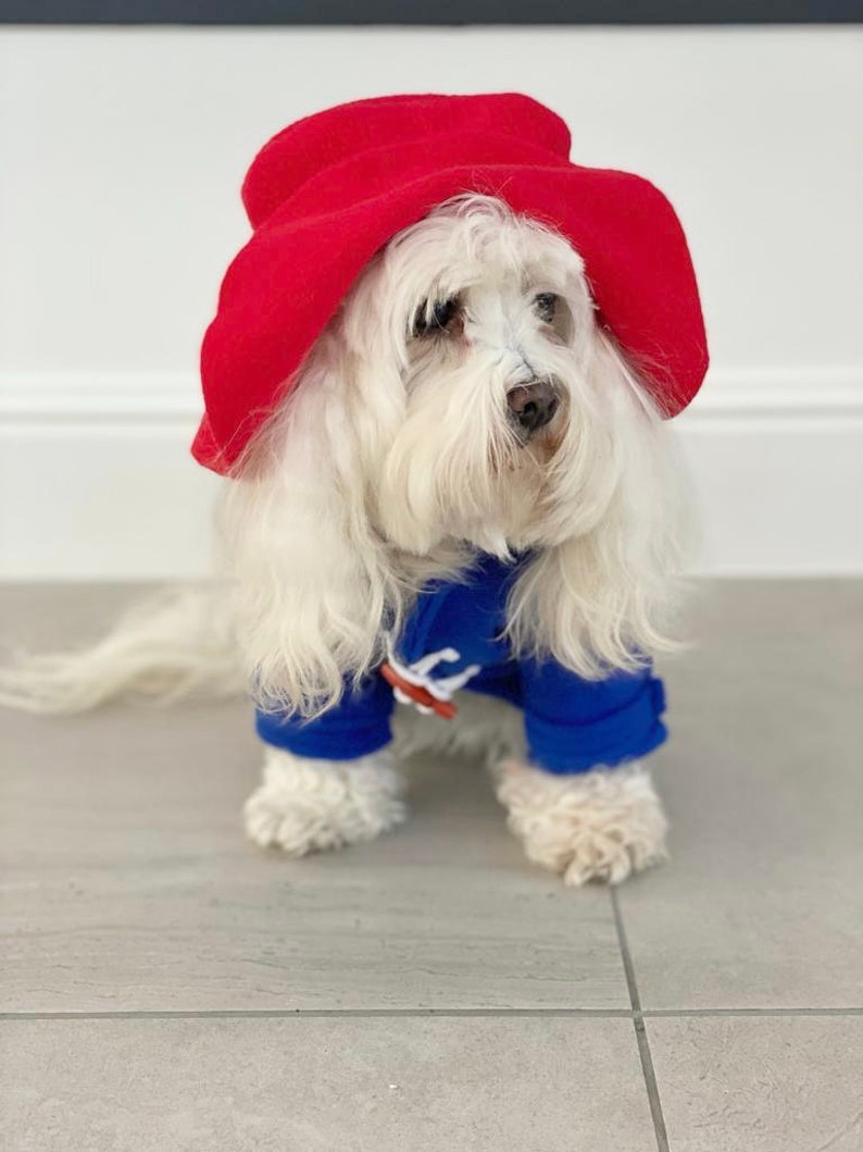 Miss Teddy models the Paddington Bear Outfit with a blue overcoat complete with white wooden toggles and a large oversized red hat just like Paddington.