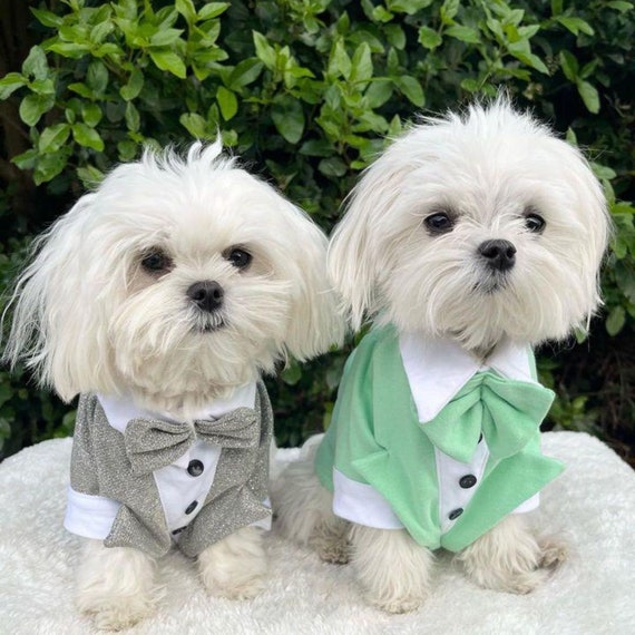 Mint Green Dog Wedding Suit Tuxedo | Small Dog Wedding Attire | Dachshund  Chihuahua Custom Clothing | Fancy Dog Sweater | Small Dog Jacket - Etsy