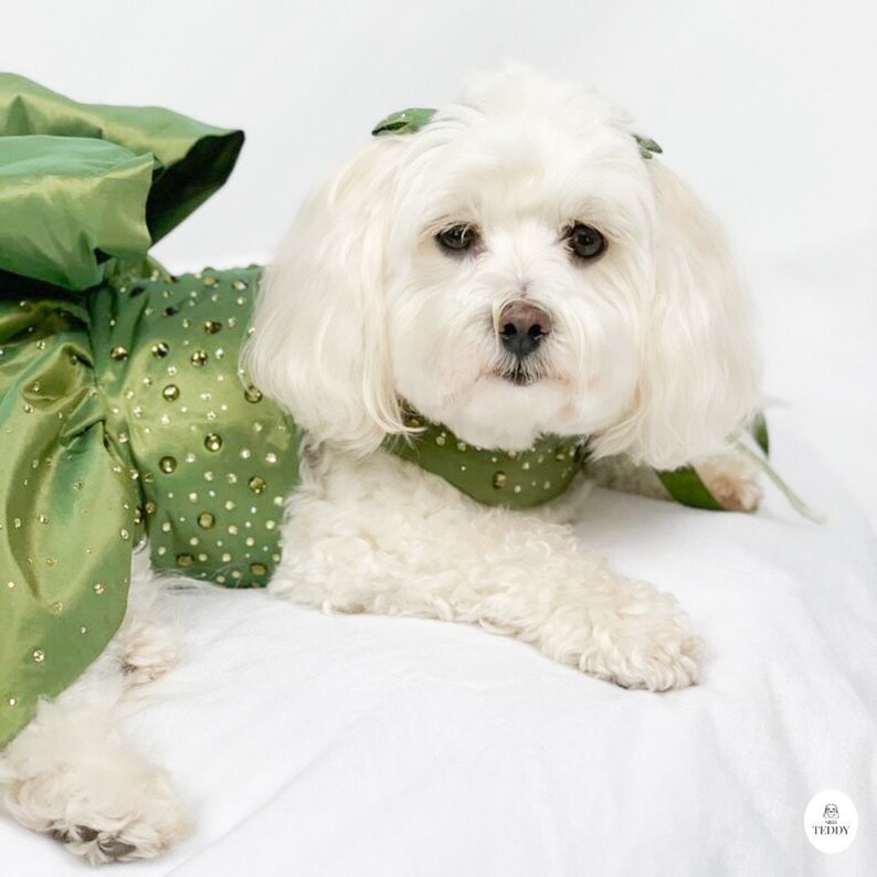 May include: A small white dog wearing a green, sequined dress with a bow. The dog is lying down on a white surface.