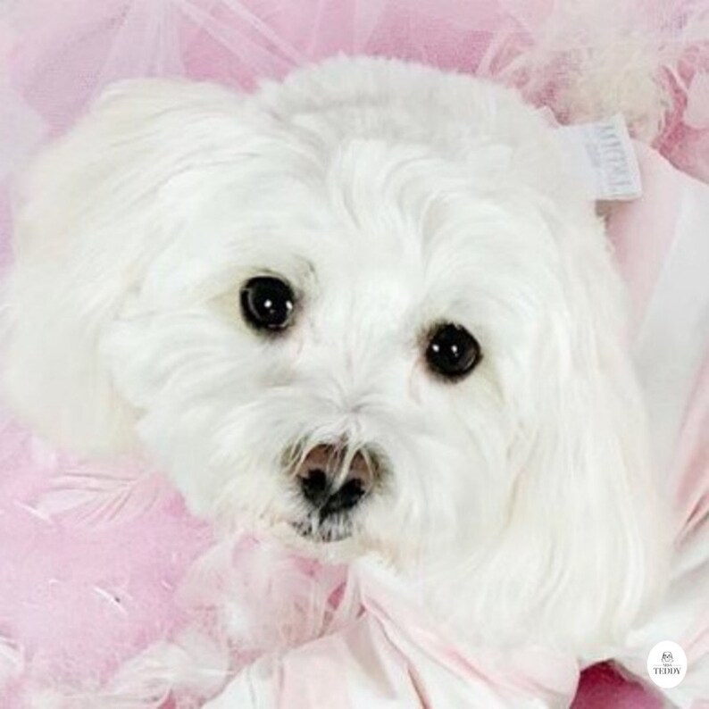 Miss Teddy lays down in the Pink & White Striped Onesie.