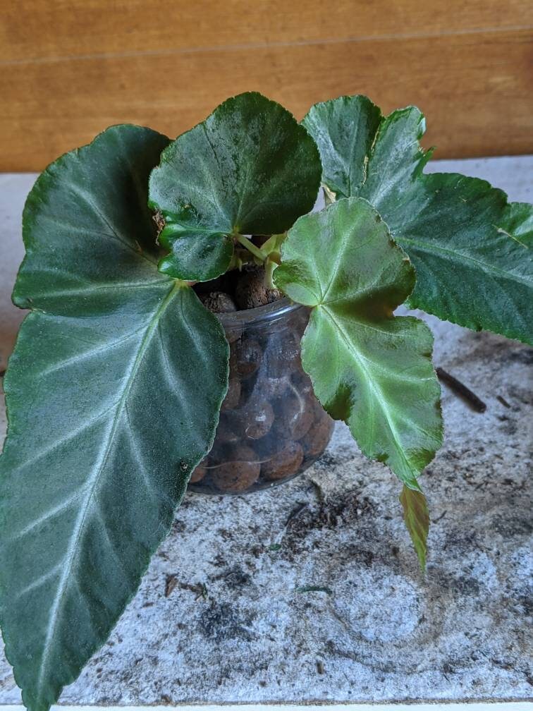 3 Begonia Angularis 'Grey Feather' US SELLER Etsy
