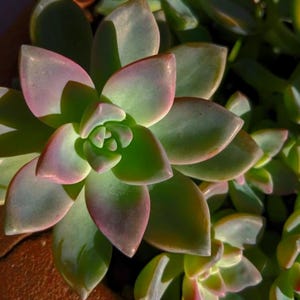 Planta fantasma viva de 4" (Graptopetalum paraguayense) - Suculenta