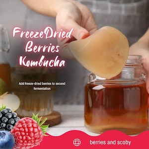 Organic Kombucha SCOBY Starter with Brewing Instructions DIY Home Kit for Making Kombucha Live SCOBY Culture Scoby Mushroom for Fermentation