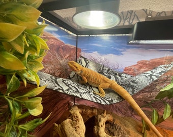 lizard cage accessories