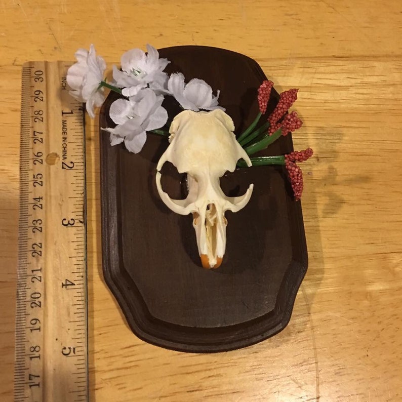 Mounted muskrat skull