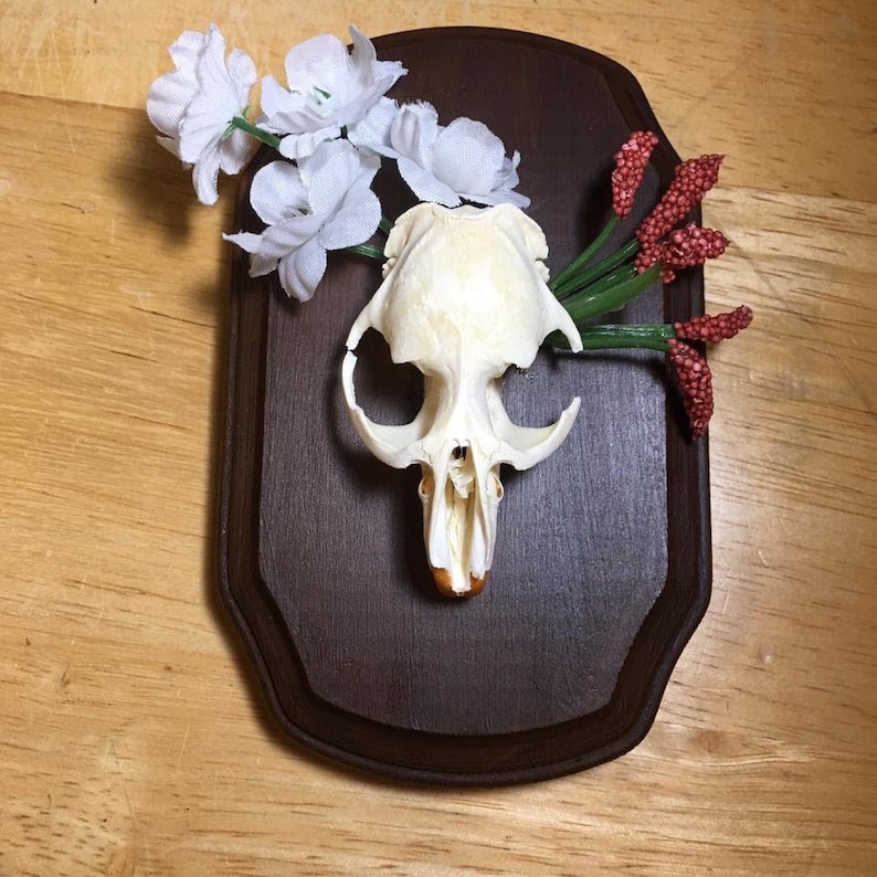 Mounted muskrat skull