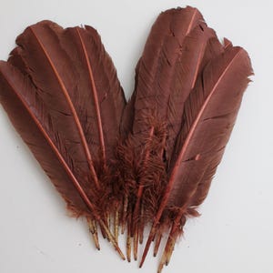 Dark Brown Turkey Quill Feathers 10-12 inch: Craft Costume, 20 Pcs