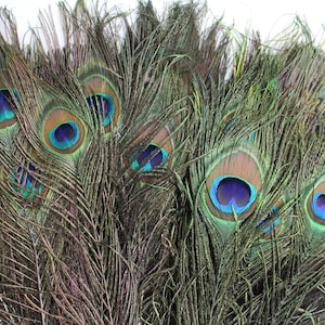 10 PCS Real Natural Large Peacock Eye Feathers 10-12 inch for DIY Craft, Wedding and Decorations