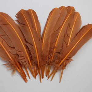 Light Brown Turkey Quill Feathers (10-12 inch) - Craft & Costume - 20 Pcs