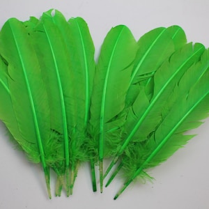 Lime Green Turkey Quill Feathers 10-12 inch: Craft Costume, Arts (20 pcs)