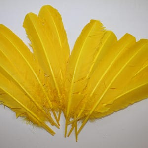 Light Yellow Turkey Quill Feathers (10-12 inch) - Craft & Costume, 20 pcs