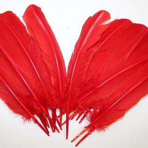 Red Turkey Quill Feathers (10-12 Inch) - Craft & Costume, 20 Pcs