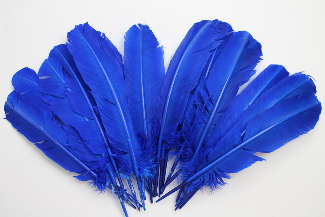 Royal Blue Color 10-12 Inch Turkey Quill Feathers 20 Pcs, Primary Wing ...