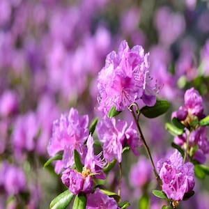 Photos on Fabric - Flower Prints and Your pictures printed on Fabric for quilters, crafters, t-shirt quilts with free shipping